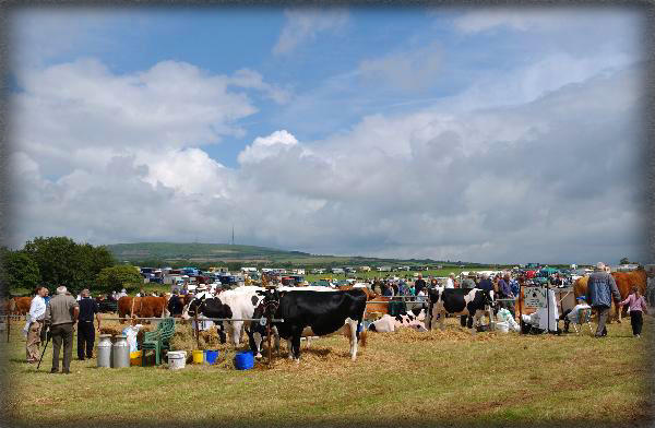 Photograph Album - Gormellick Dexter Cattle - Liskeard Show - photograph by High View