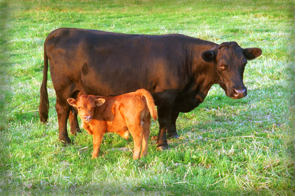 Black Dexter cow and red Dexter calf