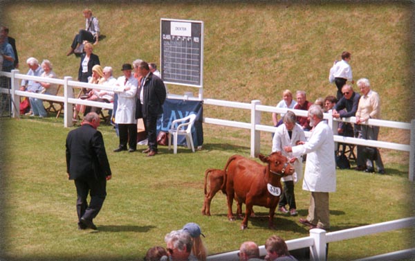 Dexter cattle photograph album, Royal Cornwall Show, photograph by High View